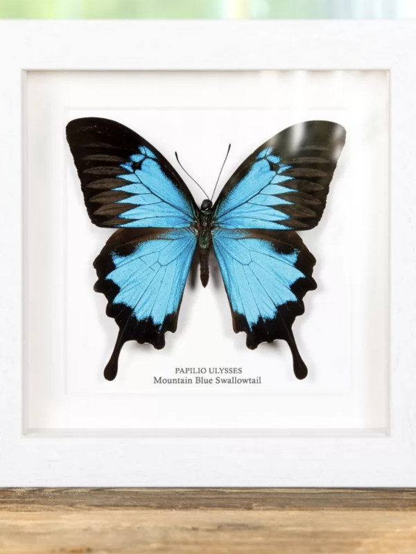 Mountain Blue Swallowtail