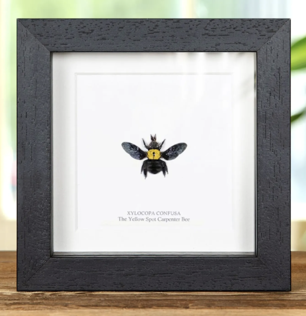 Yellow Spot Carpenter Bee in Black Frame