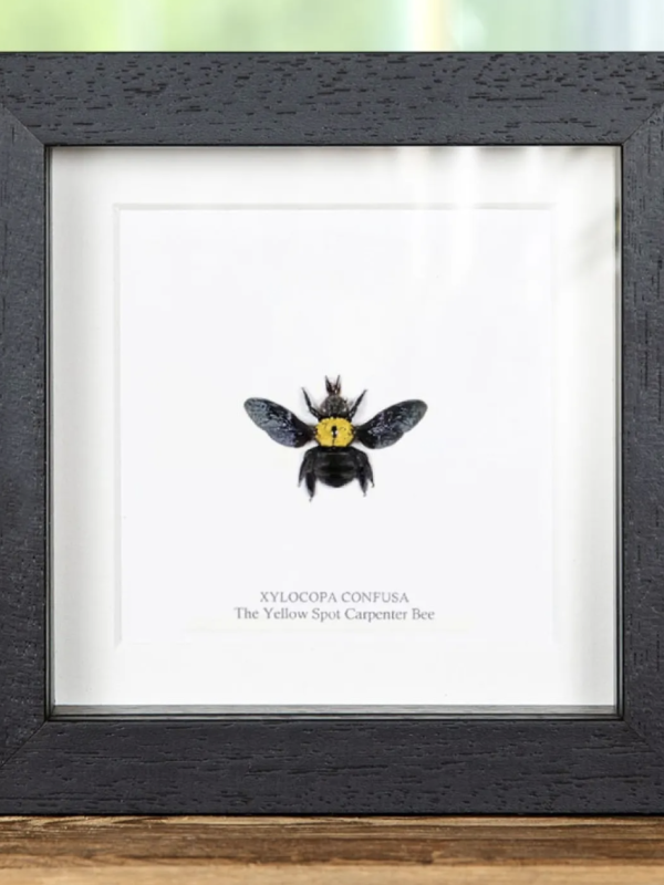 Yellow Spot Carpenter Bee in Black Frame