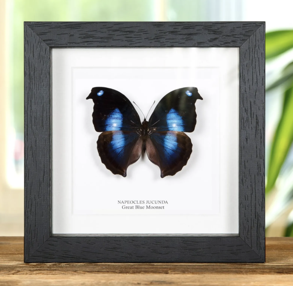 Great Blue Moonset Butterfly in Black Frame