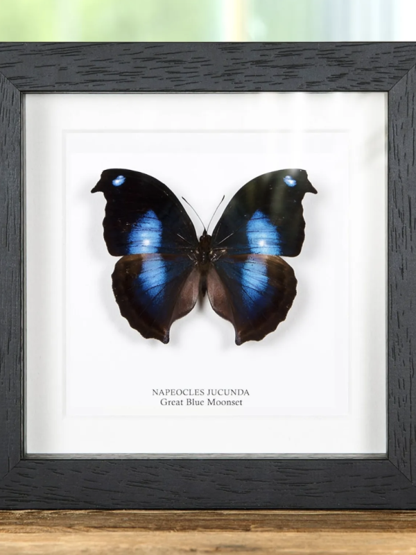 Great Blue Moonset Butterfly in Black Frame