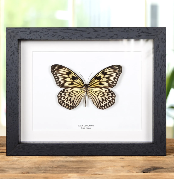 Rice Paper Butterfly in Black Frame