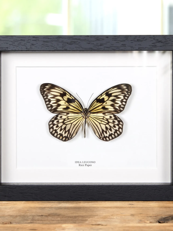 Rice Paper Butterfly in Black Frame