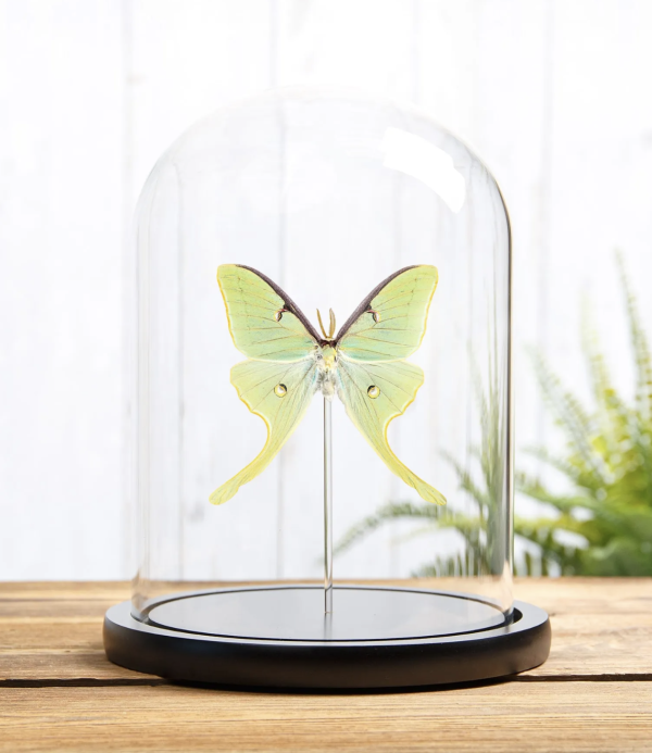 Luna Moth in Glass Dome