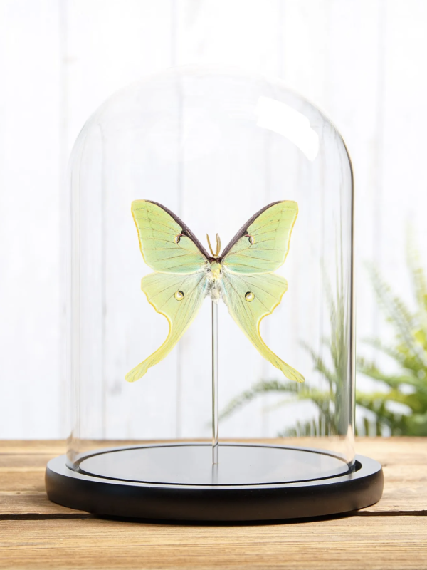 Luna Moth in Glass Dome