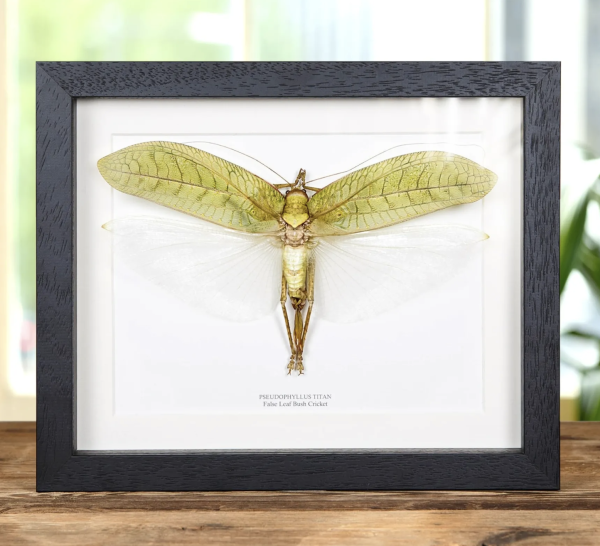 False Leaf Bush Cricket - Pseudophyllus titan