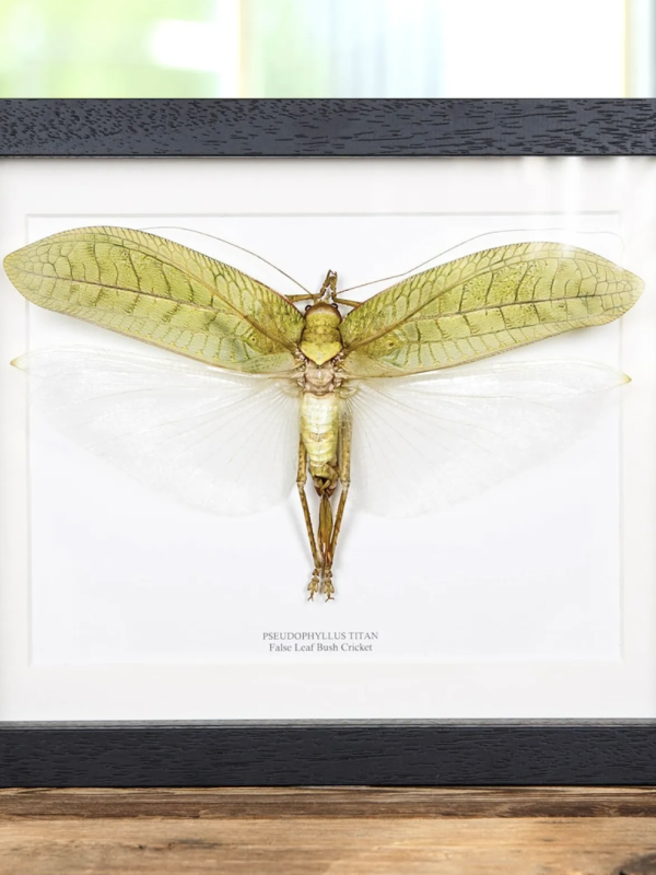 False Leaf Bush Cricket - Pseudophyllus titan