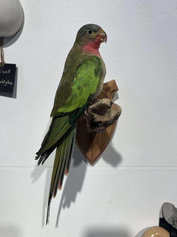 Princess Parrot - wall mounted