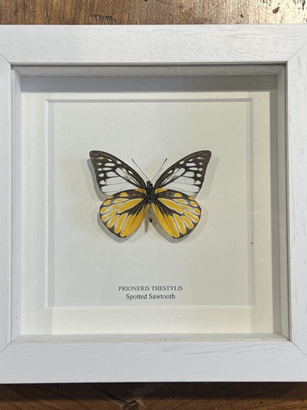 Spotted Sawtooth Butterfly (ventral side) in White Frame