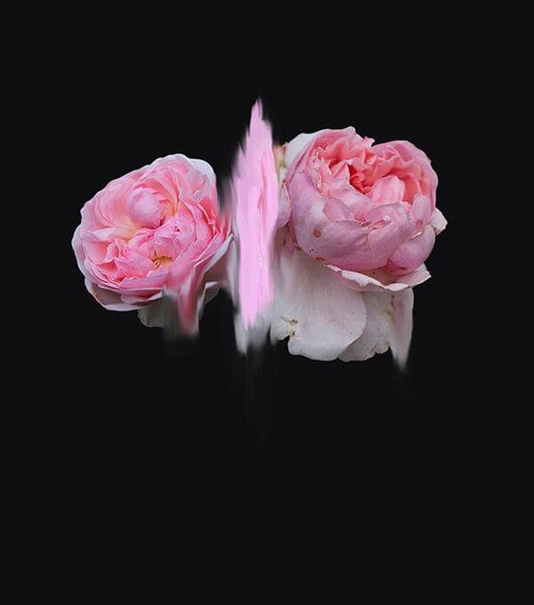 Simone Webb - Fusion, 2016