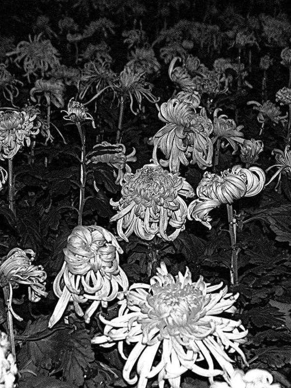 Tao Mao - Image on Silk