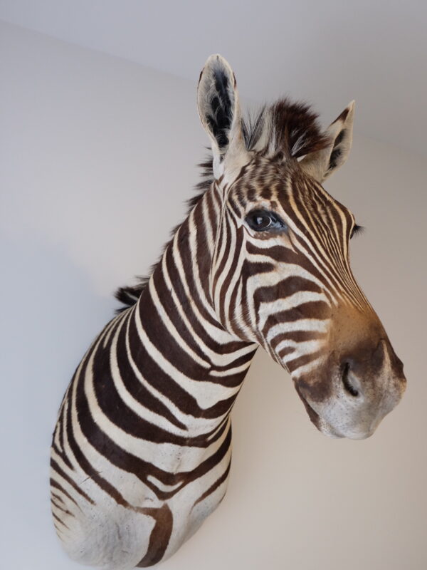 Burchell's Zebra Head Mount