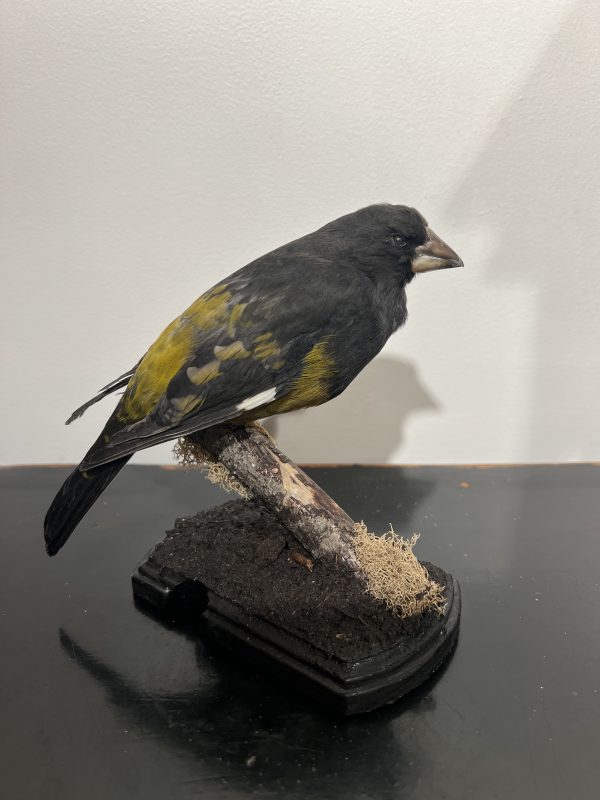 White Winged Grosbeak