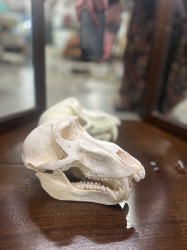 Baboon Skull