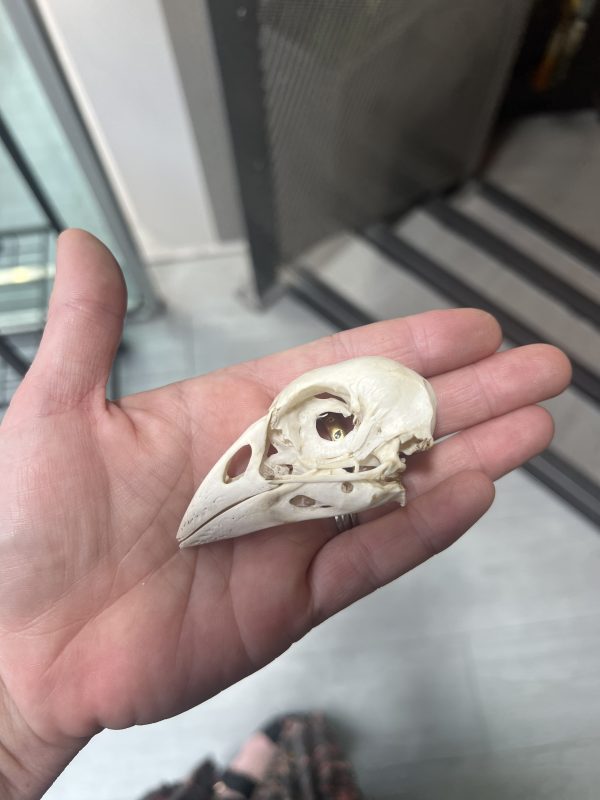 Pukeko Skull