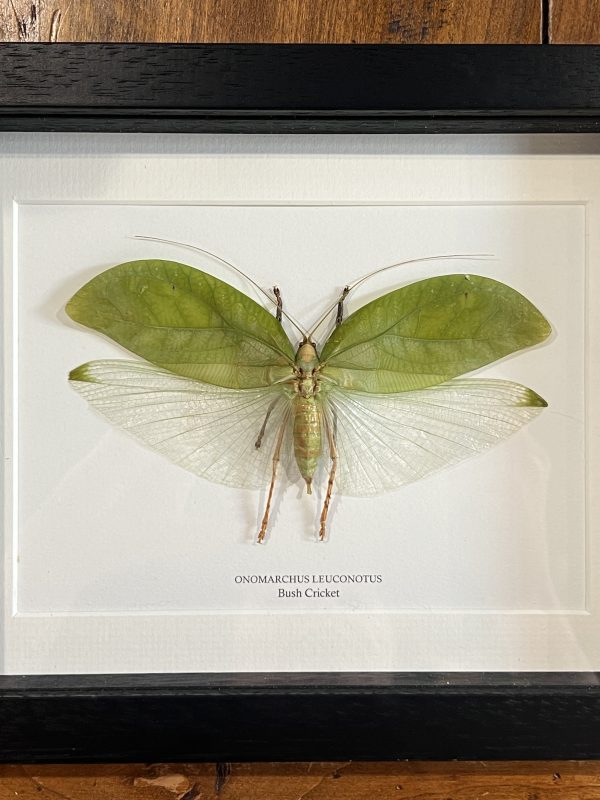 Bush Cricket in Black Frame - onomarchus leuconotus