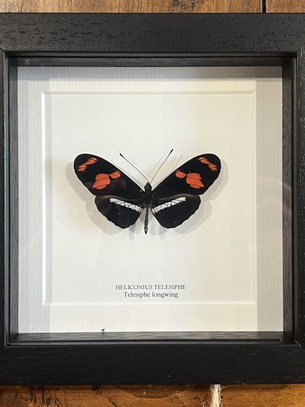 Telesiphe Longwing Butterfly in Black Frame