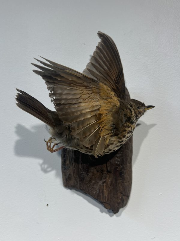 Wall Mounted Thrush - Antoinette Ratcliffe