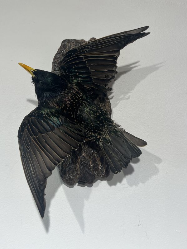 Wall Mounted Starling - Antoinette Ratcliffe