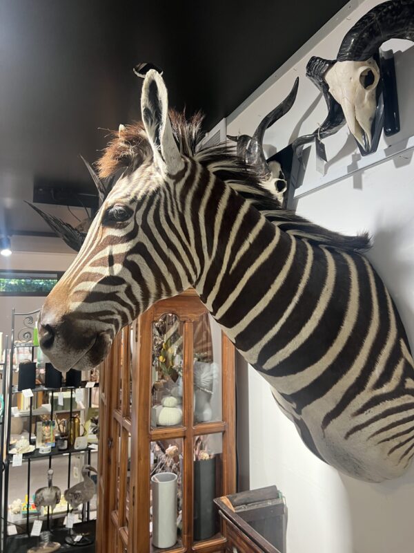 Burchell's Zebra Head Mount