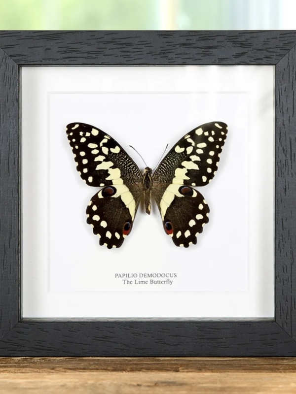 The Lime Butterfly in Black Frame