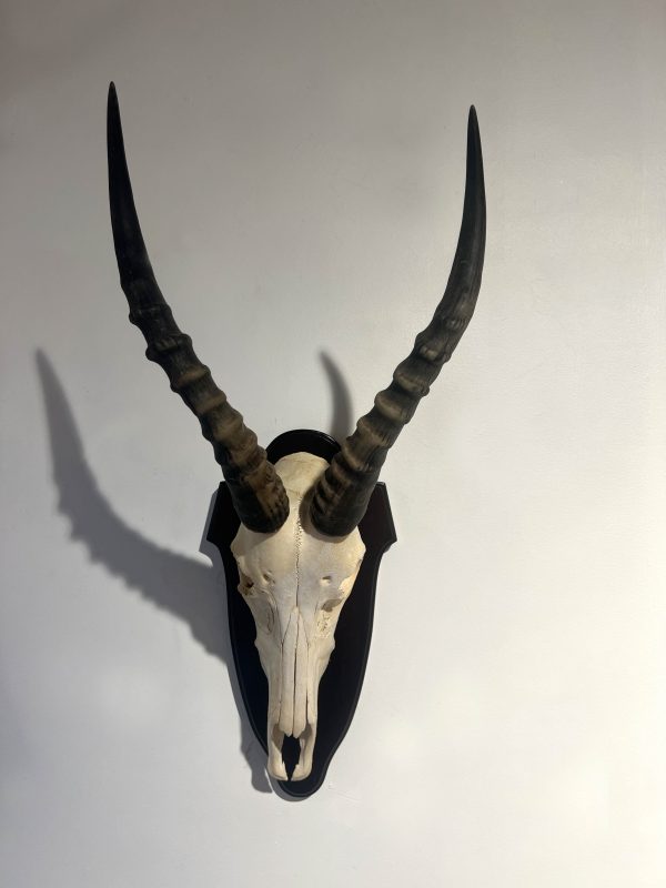 Blesbok Full Skull Euro-mount