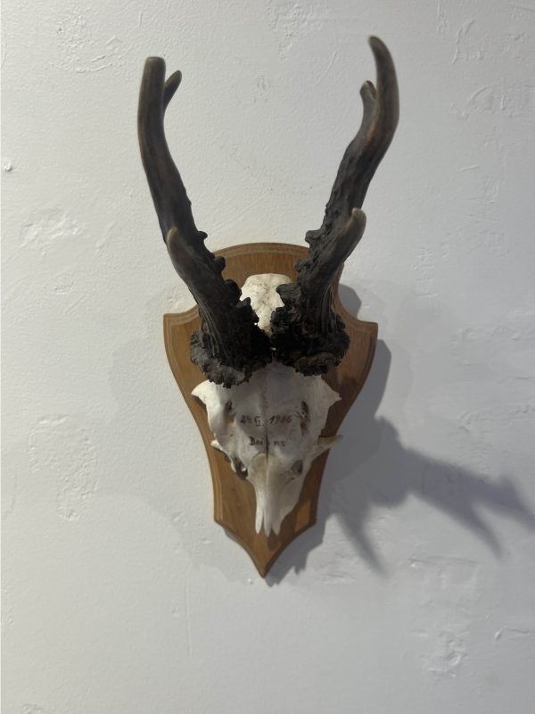 Roe Deer Half Skull Euro Mount