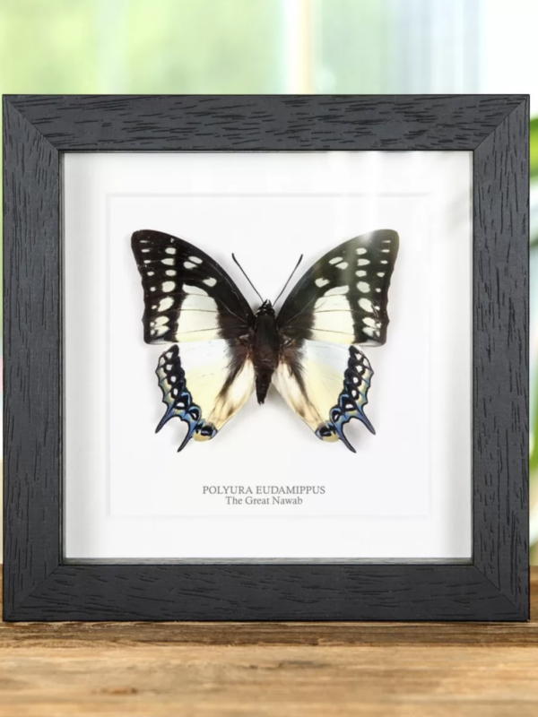 The Great Nawab Butterfly in Black Frame - polyura eudamippus