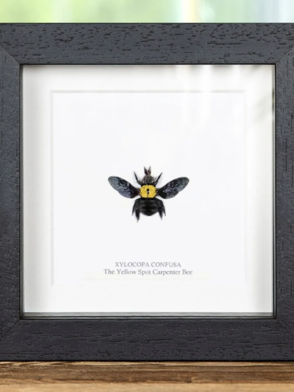 Yellow Spot Carpenter Bee in Black Frame