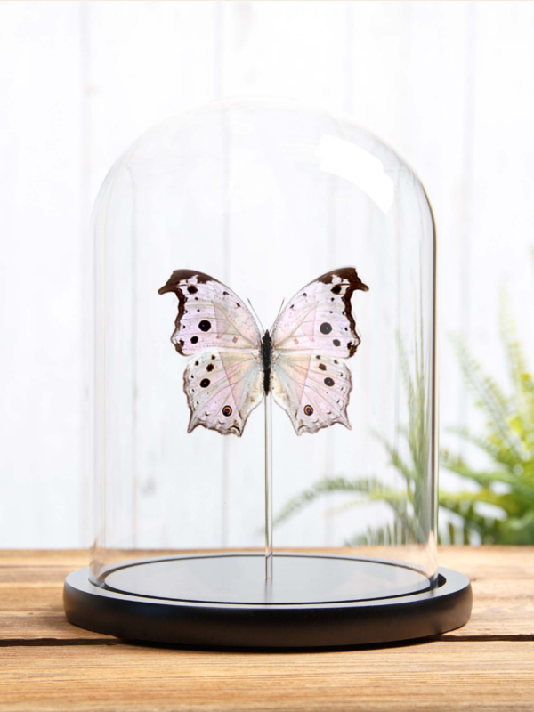 Forest Mother of Pearl Butterfly in Glass Dome - Salamis parhassus