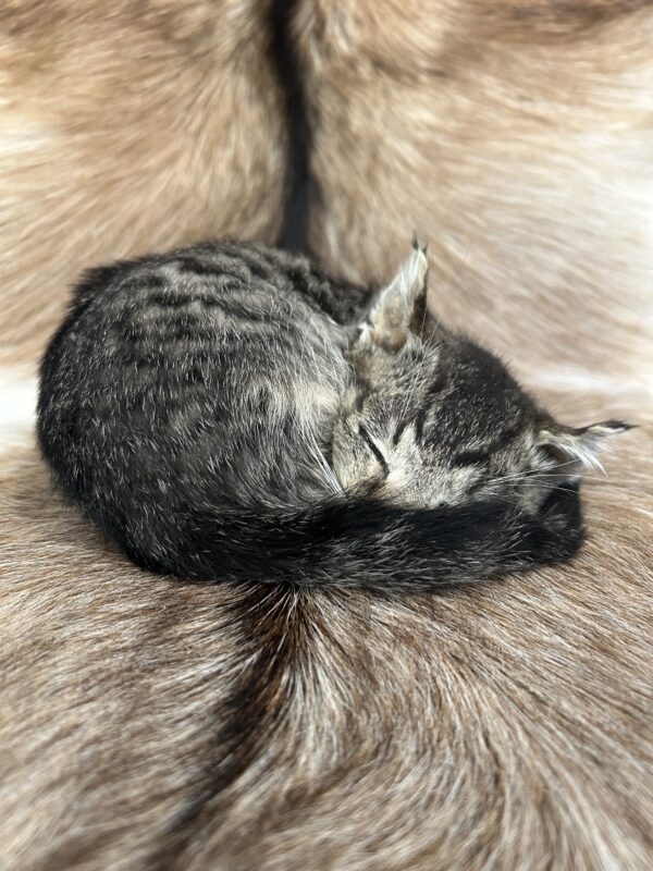 Sleeping Kitten 'Twitchit'