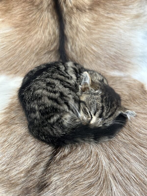 Sleeping Kitten 'Tabitha'