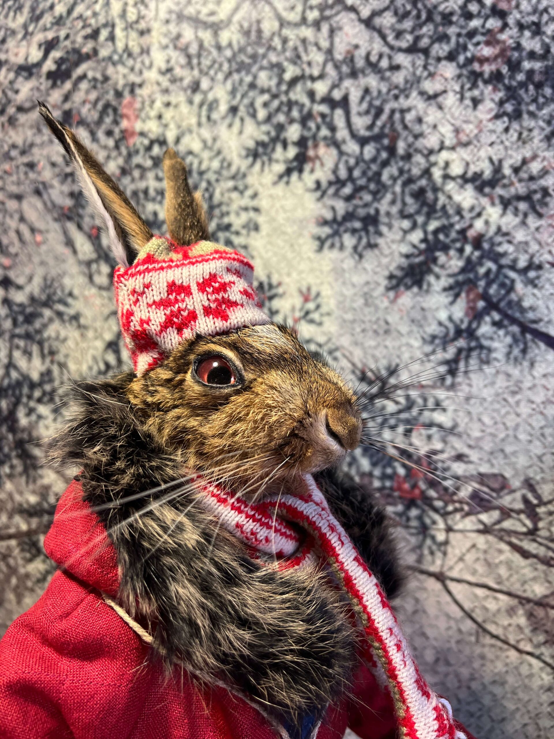 Snawie McHare - Taxidermy Hare - Image 2