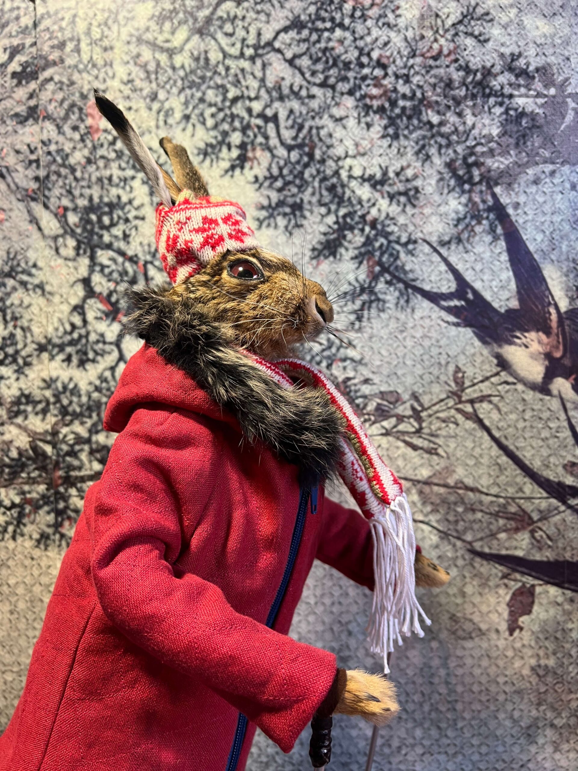 Snawie McHare - Taxidermy Hare - Image 4