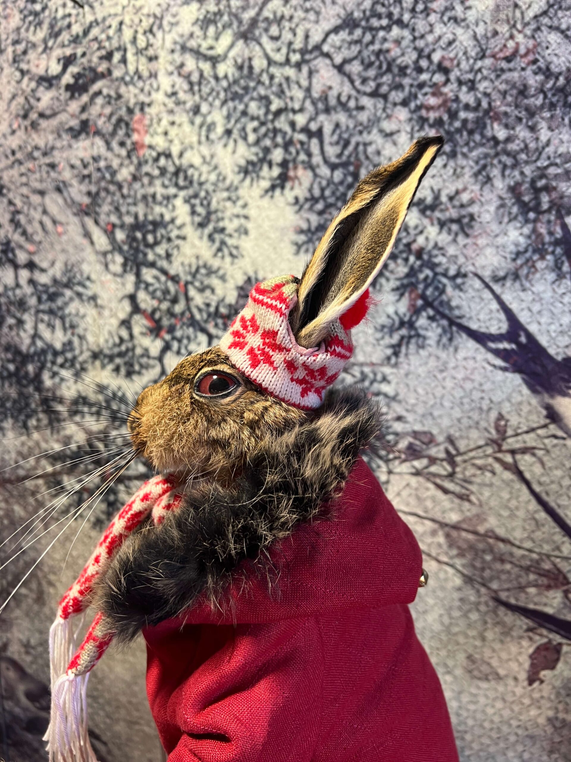 Snawie McHare - Taxidermy Hare - Image 6