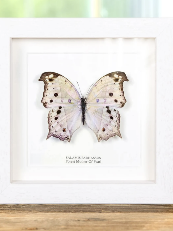 Mother of Pearl Butterfly in White Frame - salamis parhassus