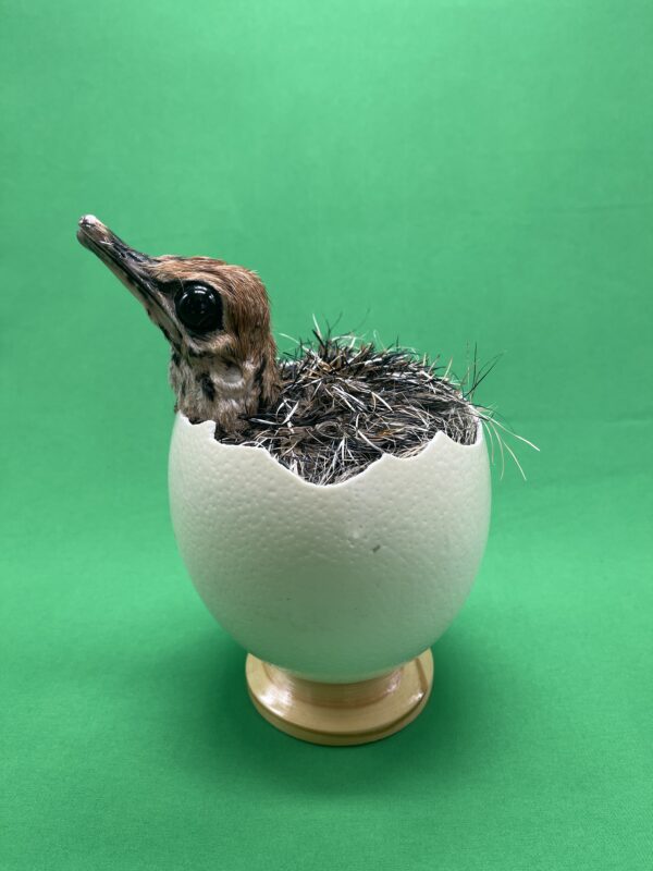 Ostrich Chick in Shell