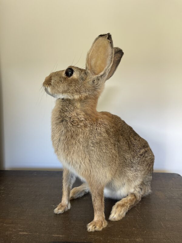 Standing Rabbit - (Duplicate Imported from WooCommerce)