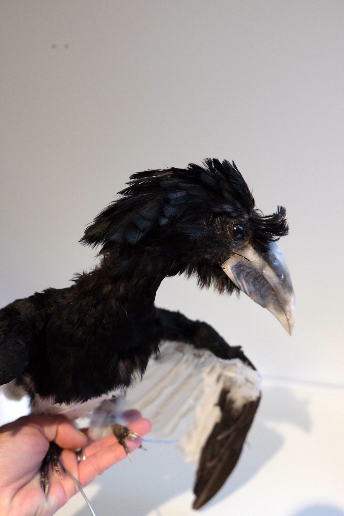 Vintage Silver Hornbill - Image 2