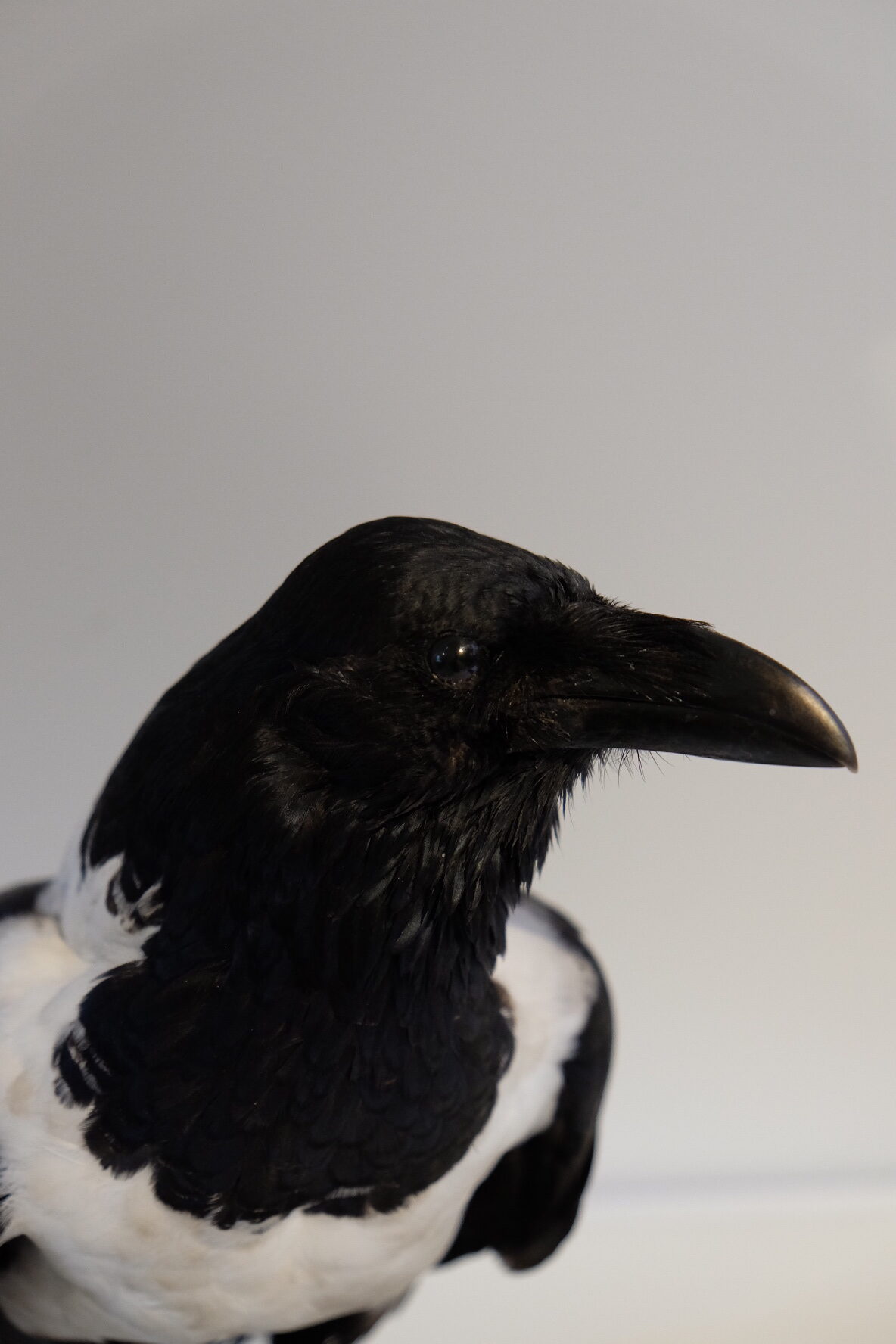 Pied Crow Standing Mount - Image 5