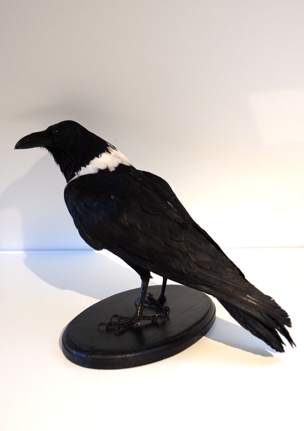 Pied Crow Standing Mount - Image 3