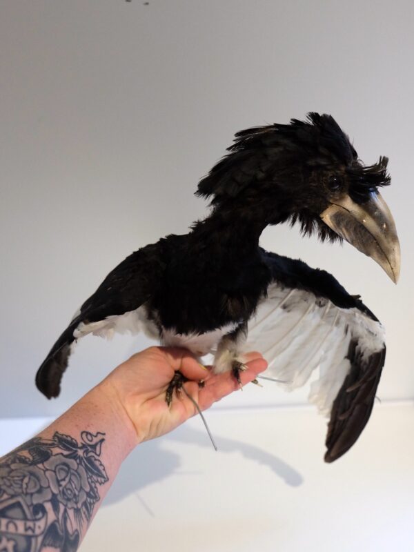 Vintage Silver Hornbill
