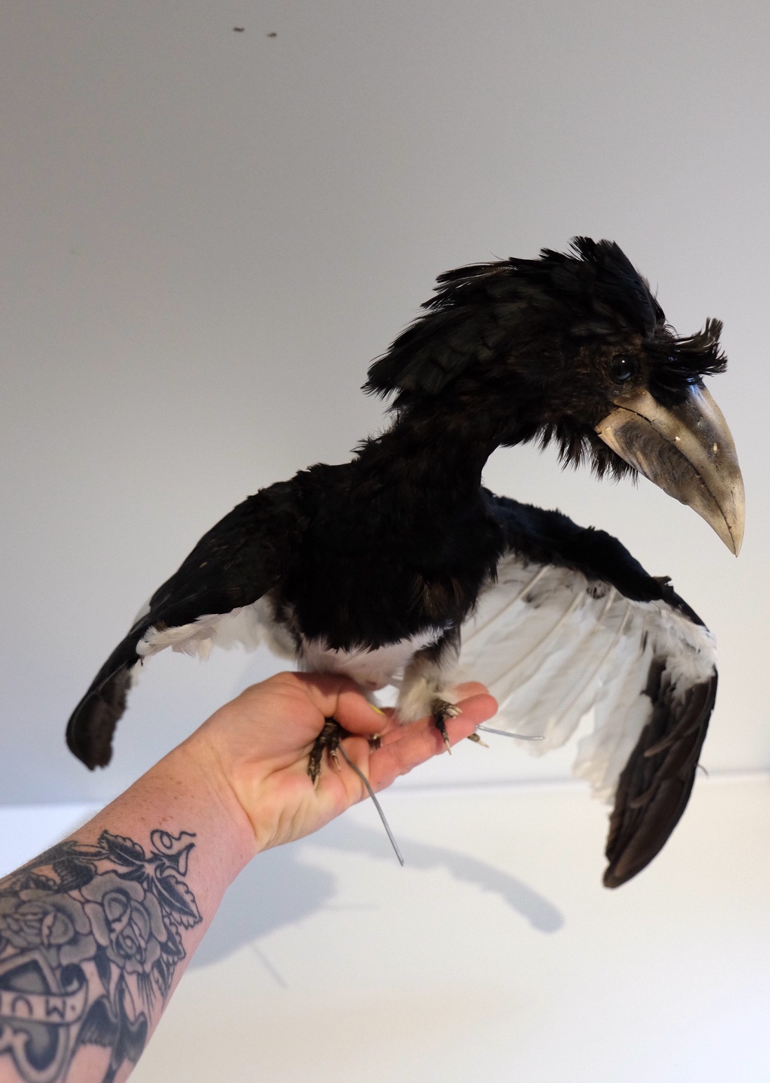Vintage Silver Hornbill