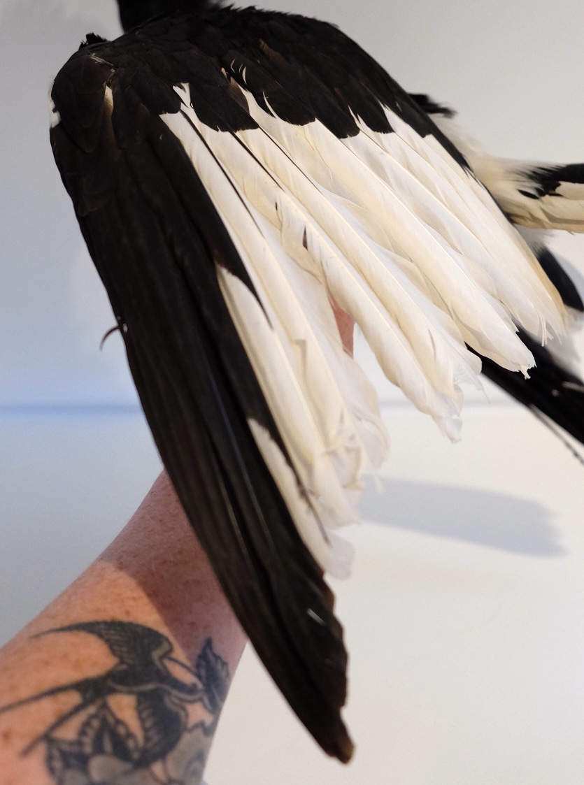 Vintage Silver Hornbill - Image 3