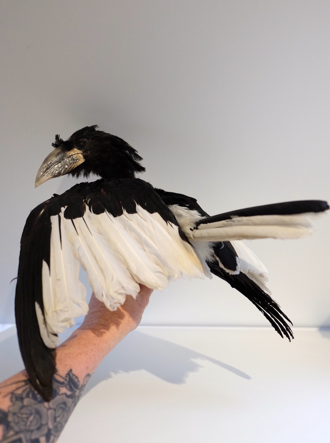 Vintage Silver Hornbill - Image 4