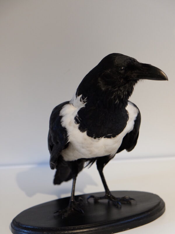Pied Crow Standing Mount
