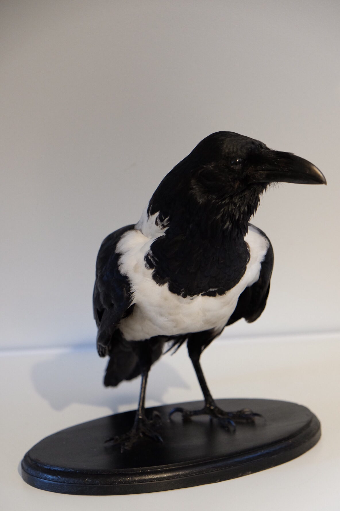 Pied Crow Standing Mount