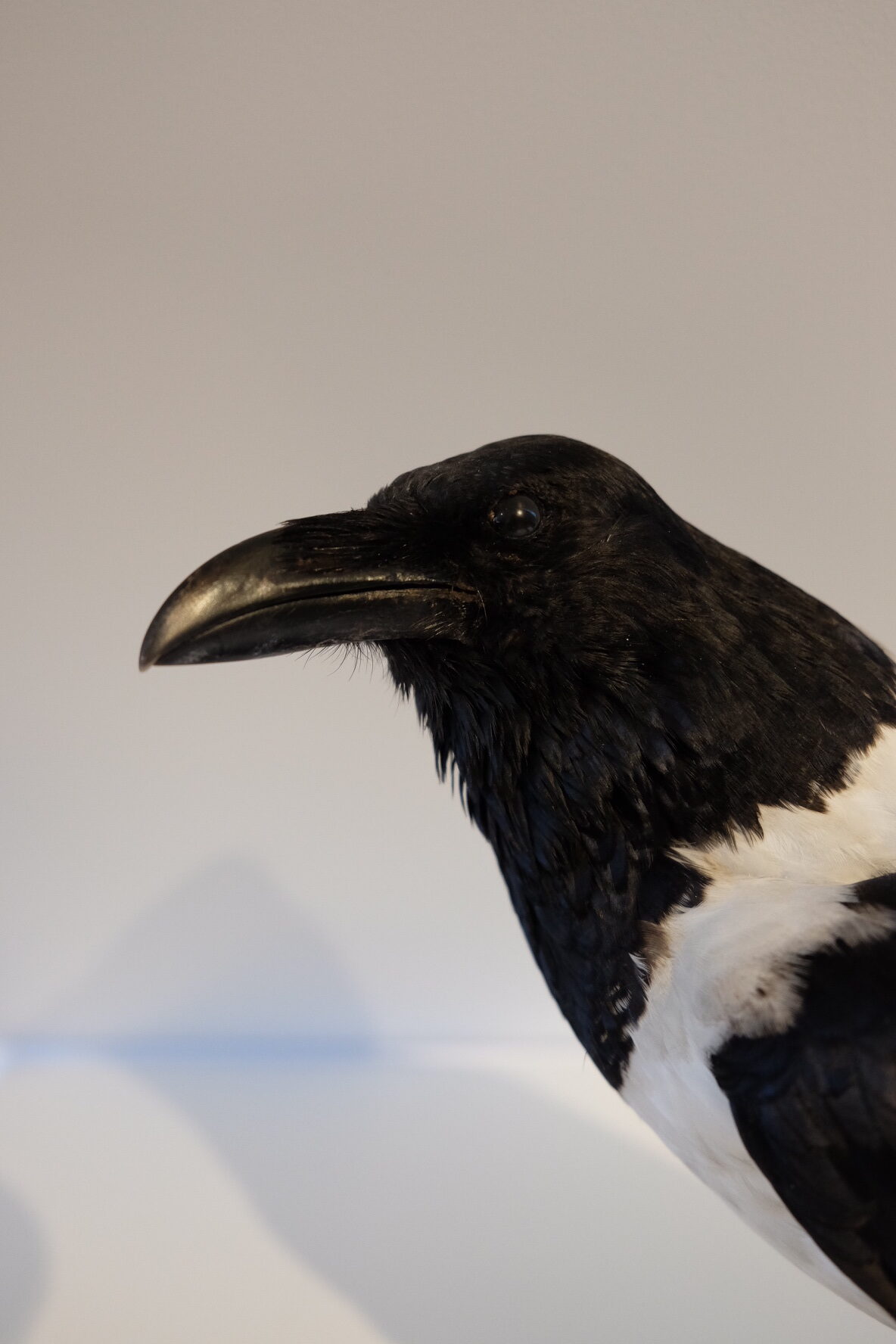Pied Crow Standing Mount - Image 4