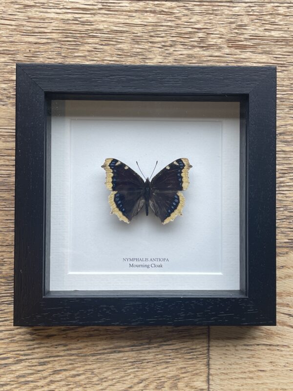 Mourning Cloak Butterfly in Black Frame (Nymphalis antiopa)