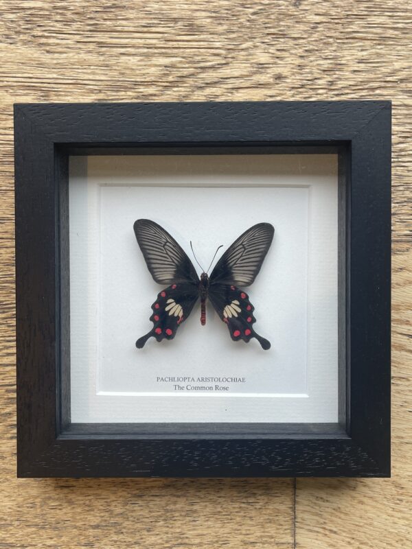 Common Rose Butterfly in Black Frame (Pachliopta aristolochiae)